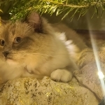 Lazurite Profile Photo - Breeder