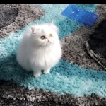 Sarah Profile Photo - Breeder