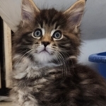 Jennifer Profile Photo - Breeder