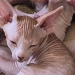 Peyton Profile Photo - Breeder