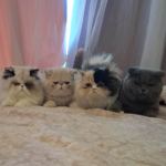 J&E Profile Photo - Cat Lover