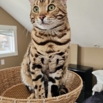 BostonBengals Profile Photo - Cattery
