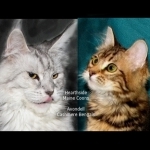 Terry Profile Photo - Cattery