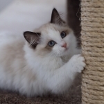 Jodie Buckner Profile Photo - Breeder