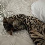 Kristine Profile Photo - Breeder