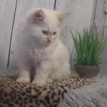 Tanya Profile Photo - Breeder