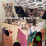 VonHeuss Bengals Profile Photo - Breeder