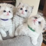 Sunny Profile Photo - Cat Lover