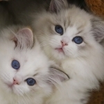 AngelicCharm Ragdoll Profile Photo - Cattery