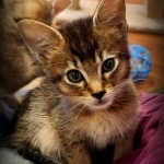 Marjara Profile Photo - Cattery