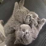 Janelle Profile Photo - Cat Lover