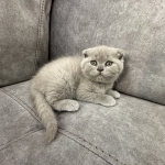 Eduard Profile Photo - Breeder
