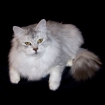 Kristails Profile Photo - Breeder