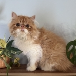 Sara Profile Photo - Cattery