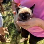 Allice Profile Photo - Breeder