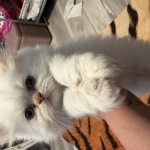 Natalie Profile Photo - Breeder