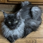 Tammy Profile Photo - Breeder