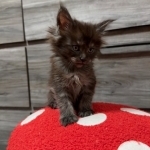 Amanda Profile Photo - Cattery