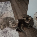 Lynnette Profile Photo - Cat Lover