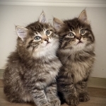 Kelly Profile Photo - Cattery