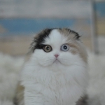 Lillia Profile Photo - Cattery