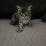 Melissa Profile Photo - Cat Lover