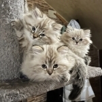 Yasmin Profile Photo - Cat Lover