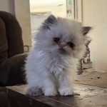 Cody Hagy Profile Photo - Breeder