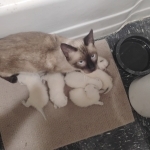 Del Profile Photo - Breeder