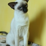Kayla Profile Photo - Cattery
