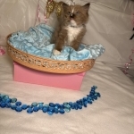 Jason Johnson Profile Photo - Cattery