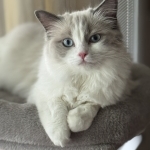 Aisha Profile Photo - Breeder