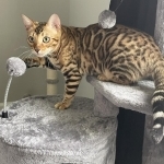 Diamond W Bengals Profile Photo - Breeder