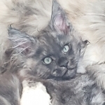 Roger Profile Photo - Cattery