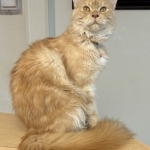 Dorothy Profile Photo - Cattery