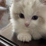 Kitten Cattery Profile Photo - Cattery