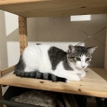 Curtis Profile Photo - Cat Lover