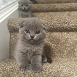Ruxanda Profile Photo - Cattery