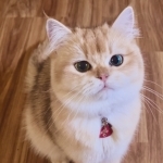 Flkitten1 Profile Photo - Breeder