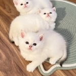 Flkitten1 Profile Photo - Breeder