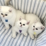 Flkitten1 Profile Photo - Breeder