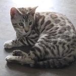 Dawn Profile Photo - Cattery