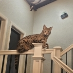 Queens Of Hearts Cattery Profile Photo - Breeder