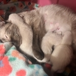 Anna Profile Photo - Breeder