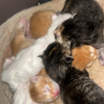 Peyton Profile Photo - Breeder