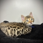 Kaitlyn Profile Photo - Breeder