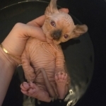 Hairless Harem Profile Photo - Breeder