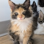 Tatyana Keller Profile Photo - Cattery