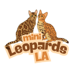 Safah Profile Photo - Cattery