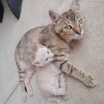 Gianna Profile Photo - Cat Lover